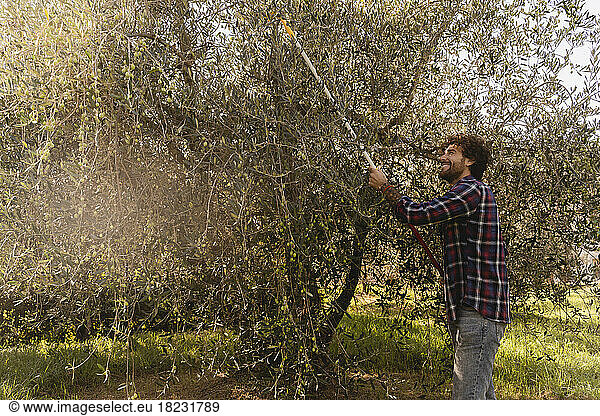 Happy man picking olives with gardening tool from tree