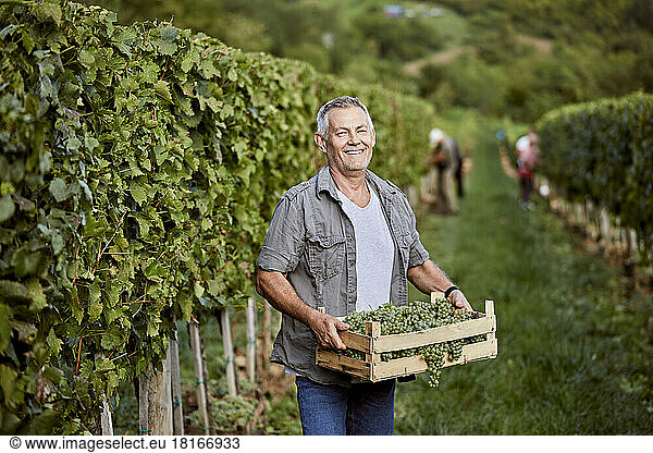 Happy mature farmer with crate of fresh grapes in vineyard