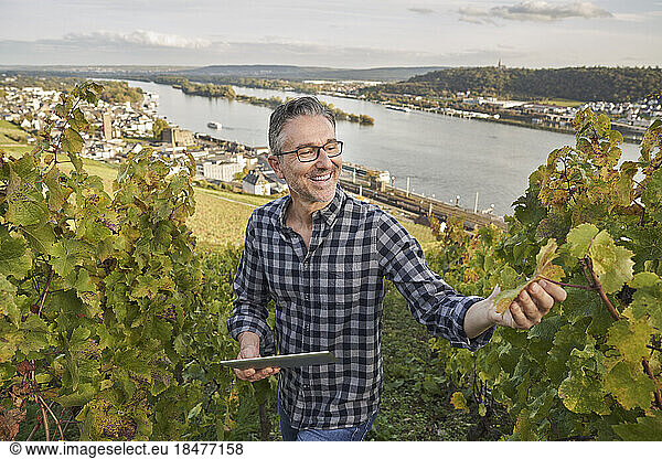 Happy mature winegrower with tablet PC examining grape leaf on hill