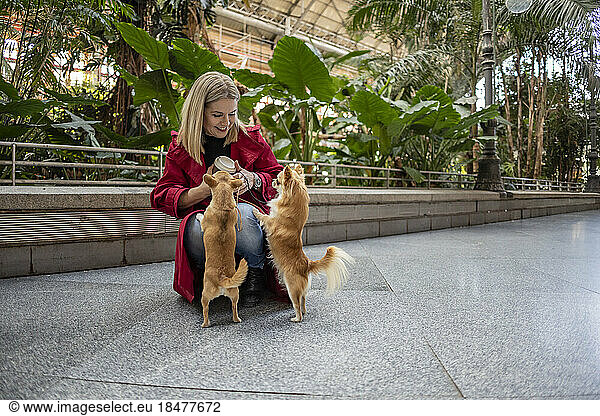 Happy mature woman with Chihuahua dogs on footpath