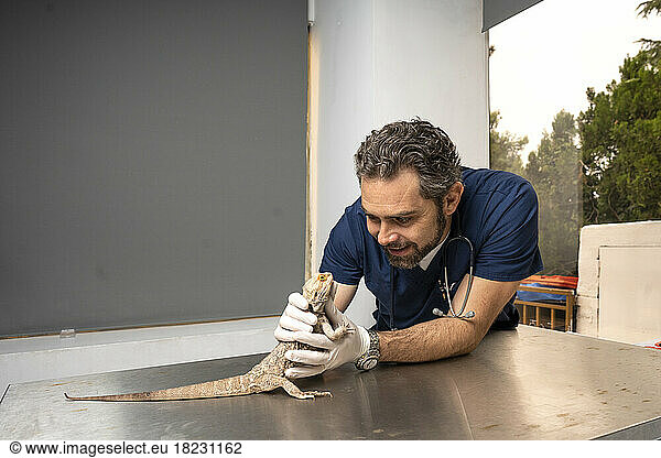 Happy veterinarian examining reptile on table at clinic