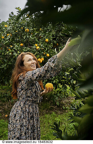 Happy woman harvesting oranges from trees