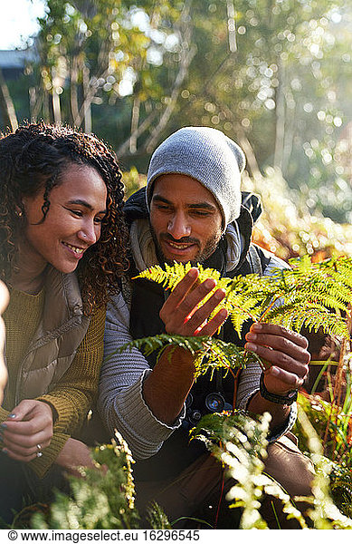 Happy young hiking couple examining fern leaves