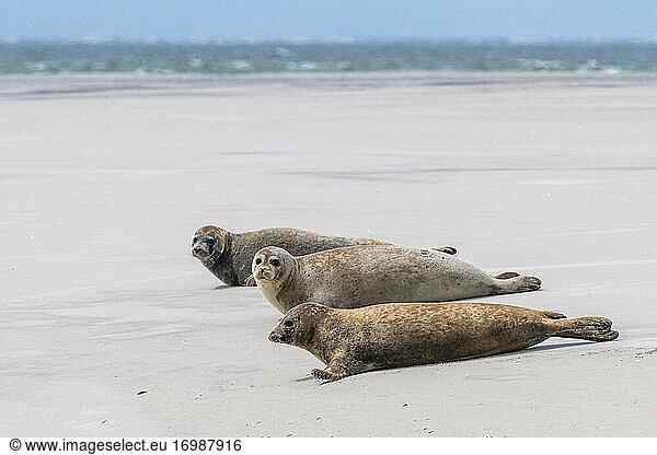 Harbor seals (Phoca vitulina) on a sandbank  Wadden Sea National Park  North Sea  North Friesland  Schleswig-Holstein  Germany  Europe