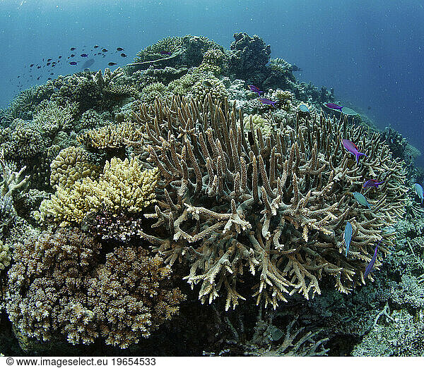Hard corals  Great Barrier Reef  Far North  Australia