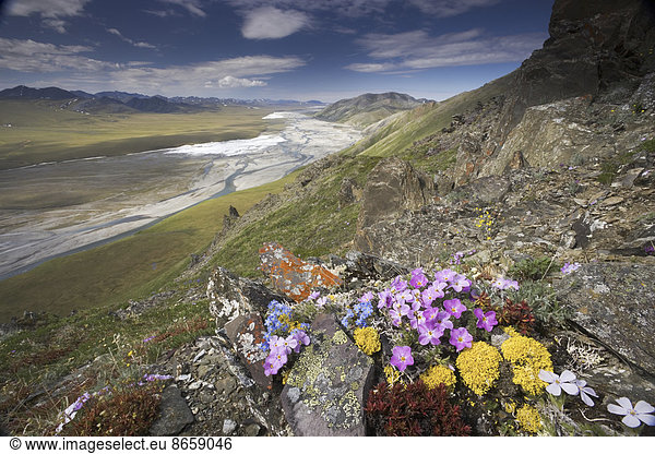 Hardy arctic wildflowers grow only a few inches high in order to reduce exposure to the moisture-robbing winds  Arctic National Wildlife Refuge.