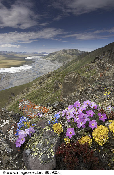 Hardy arctic wildflowers grow only a few inches high in order to reduce exposure to the moisture-robbing winds  Arctic National Wildlife Refuge  Alaska  USA.