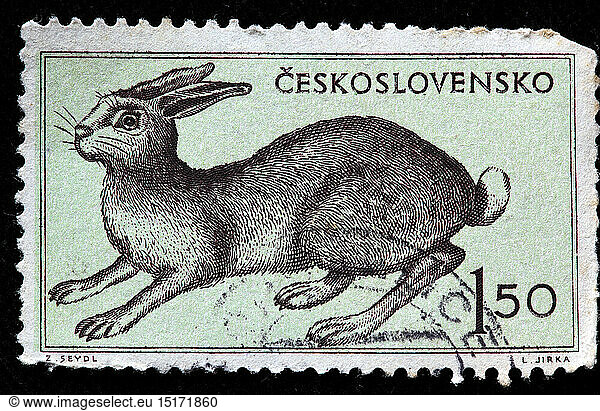Hare  postage stamp  Czechoslovakia  1955