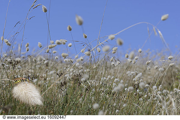 Harestail grass (Lagurus ovatus) with European beewolf (Philanthus triangulum) inlay  dune of the seaside