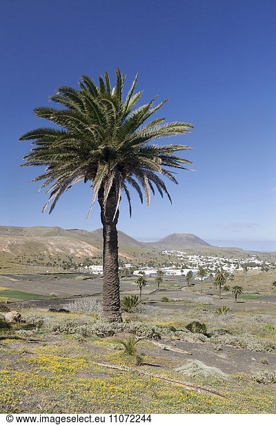 Haria im Tal der tausend Palmen,  Lanzarote,  Kanarische Inseln,  Spanien,  Europa