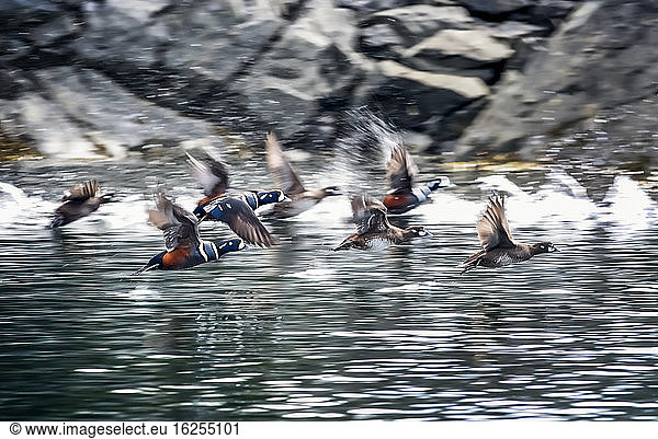 Harlequin ducks (Histrionicus histrionicus) take to flight in Little Tutka Bay  on the South side of Kachemak Bay  near Homer; Alaska  United States of America