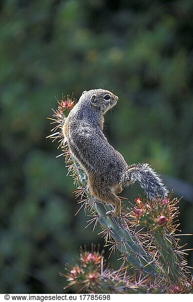 Harris-Antilopenziesel (Ammospermophilus harrisii)  Antilopenerdhörnchen  Nagetiere  Säugetiere  Tiere  Squirrel  Harris Antelope On cactus