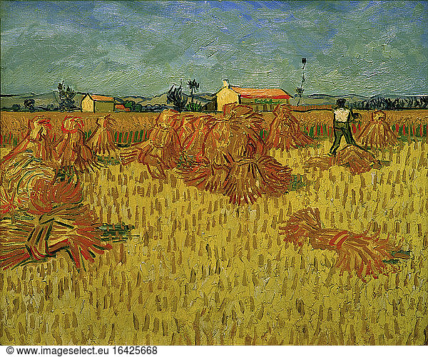 Harvest in Provence