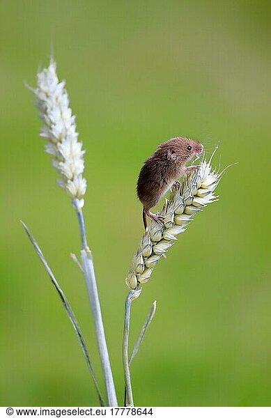 Harvest mouse (Micromys minutus)  on wheat ear  Surrey  England  Europe