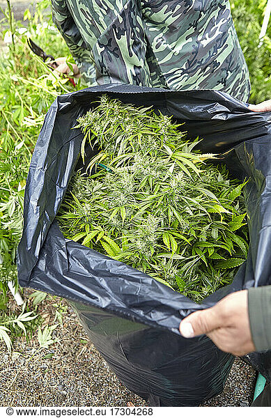 harvested colas of cannabis strain Sour Diesel inside contractor's bag