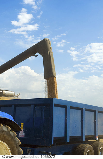 Harvested grain being loaded onto a trailer on a farm.