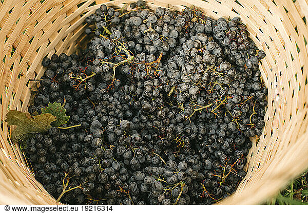 Harvested red grapes in basket at vineyard
