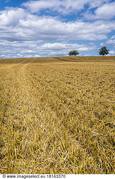 Harvested stubble field in summer