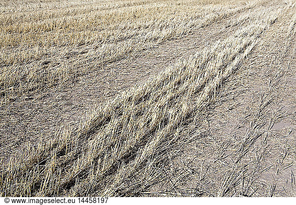 Harvested Wheat Field  Palouse  Washington