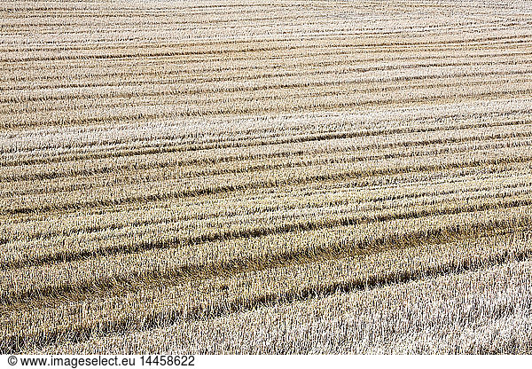 Harvested Wheat Field  Palouse  Washington