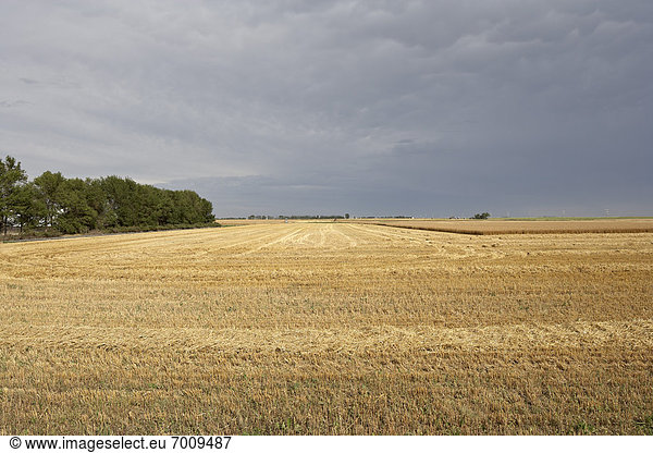 Harvested Wheat Field with Overcast Sky  Alberta  Canada