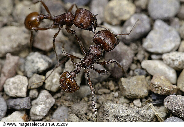 Harvester Ants (genus Pogonomyrmex)  Chihuahuan Desert  Southeastern Arizona.