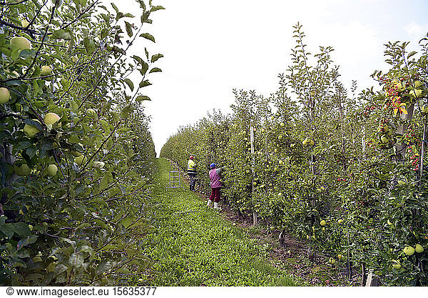 Harvester at work on a fruit plantation  harvesting apples