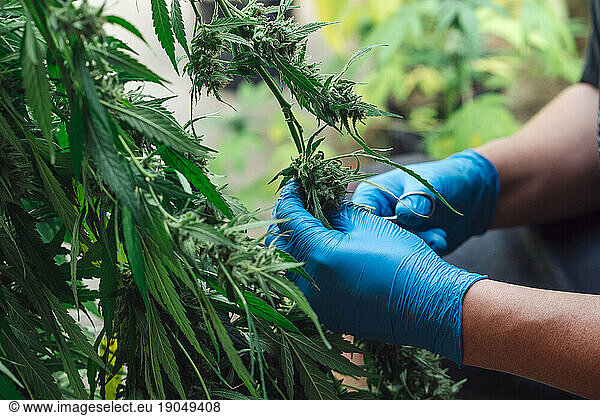 Harvesting A Plant Of Cannabis.