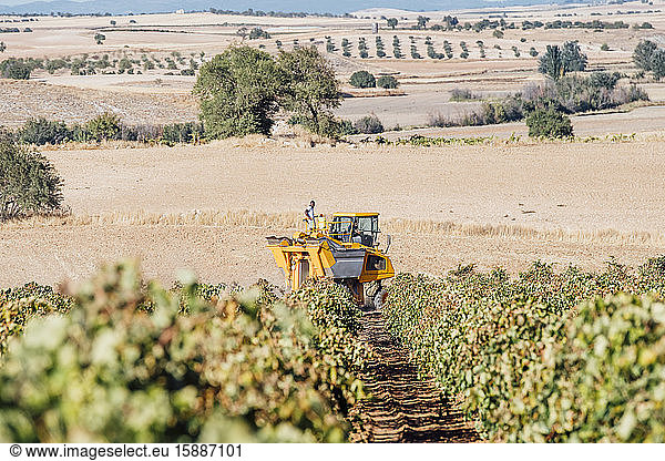 Harvesting of grapes  Cuenca  Spain