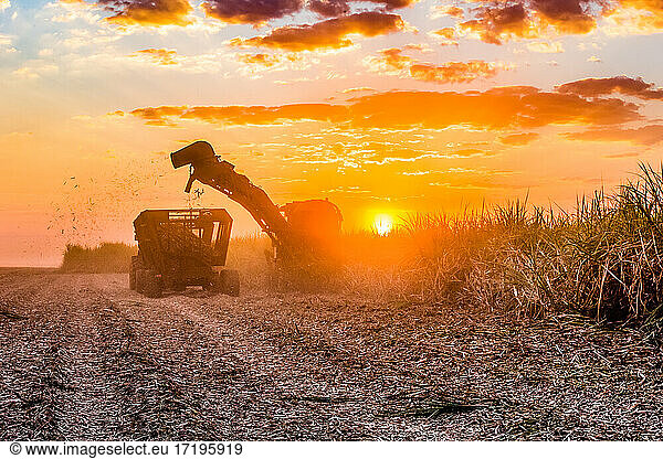 Harvesting sugarcane as part of biofuels production in Brazil
