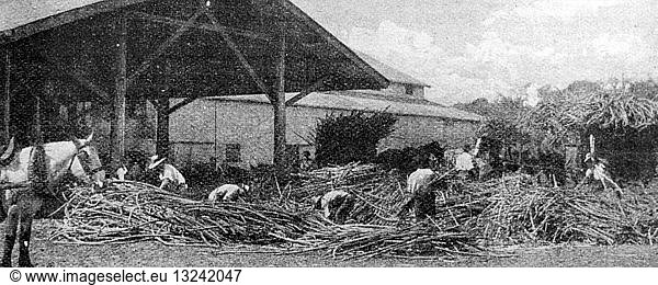 Harvesting Sugarcane In Queensland. Harvesting Sugarcane In Queensland ...