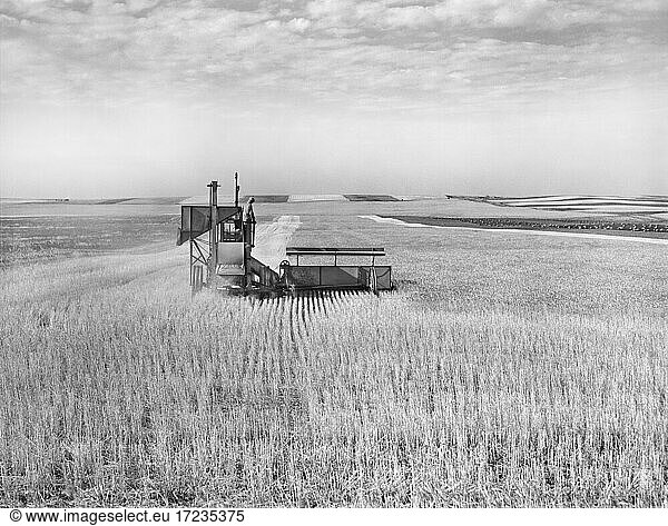 Harvesting wheat with Combine  near Culbertson  Montana  USA  Marion Post Wolcott  U.S. Farm Security Administration  August 1941