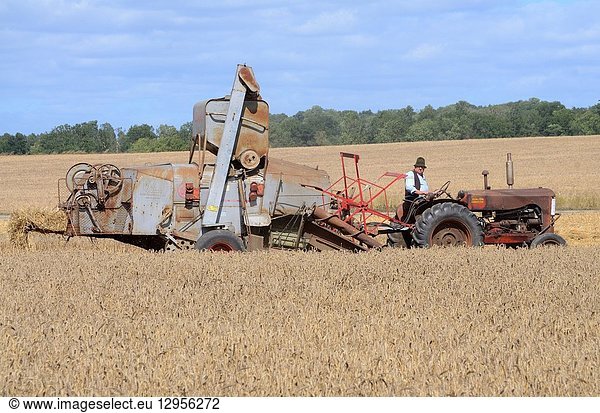 Harvesting with Johnston Harvester -53 tractor and a Claas combine tresher 1950- at oldtimes harvestfestival in Svenstorp  Scania  Sweden.
