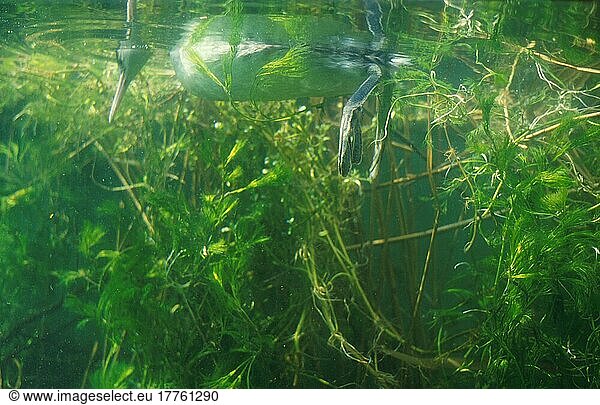Haubentaucher (Podiceps cristatus) Auf der Suche nach Fischen unter Wasser (S)
