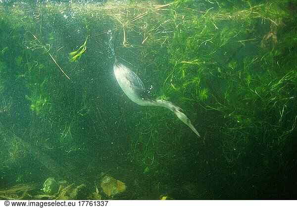 Haubentaucher (Podiceps cristatus) Auf der Suche nach Fischen unter Wasser (S)