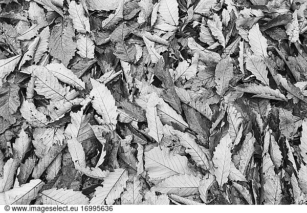 Haufen getrockneter Herbstblätter