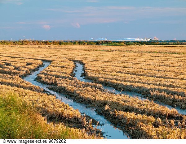 Haufen Landschaft arbeiten ernten Fluss Feld Reis Reiskorn Flussdelta Delta Trinidad und Tobago Katalonien Speisesalz Salz Meersalz Spanien Tarragona Provinz