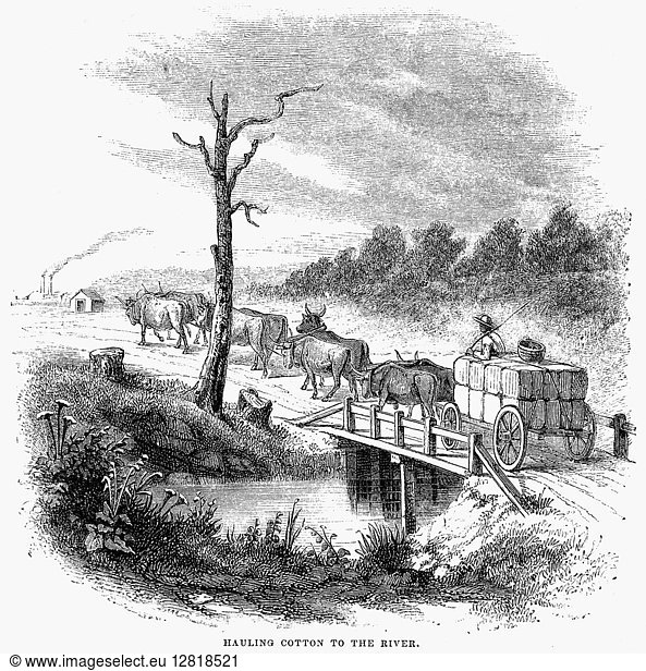 HAULING COTTON  1854. Hauling cotton to the river from a plantation in the American antebellum south. Wood engraving  American  1854.