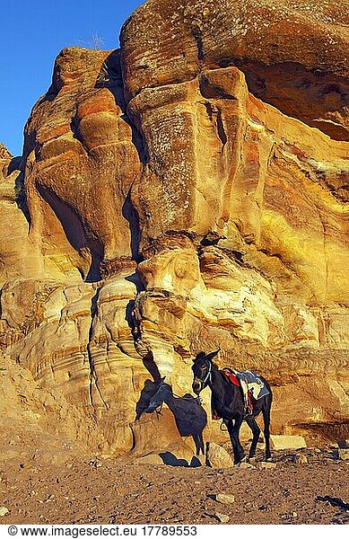 Hausesel vor Sandsteinfelsen  Esel  Petra  Hauptstadt der Nabatäer  Jordanien  Haschemitisches Königreich von Jordanien  Asien