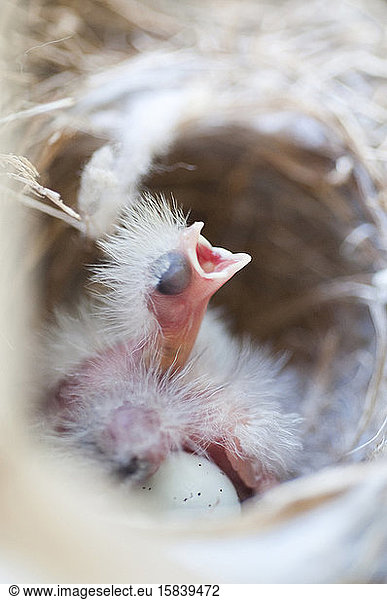 Hausfink neugeborener Vogel mit offenem Maul im Nest mit Ei