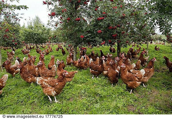 Haushühner  Freilandhühner  Herde zwischen den Bäumen von Rowan (Sorbus aucuparia) im Wald  Cumbria  England  Großbritannien  Europa