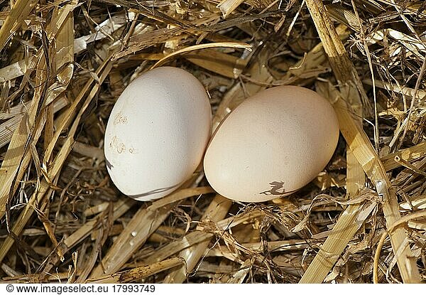 Haushuhn  zwei Eier auf Strohnest  Cumbria  England  Juni