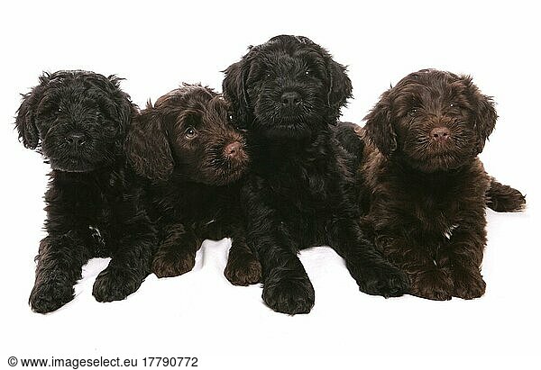Haushund  Portugiesischer Wasserhund  vier Welpen  liegend