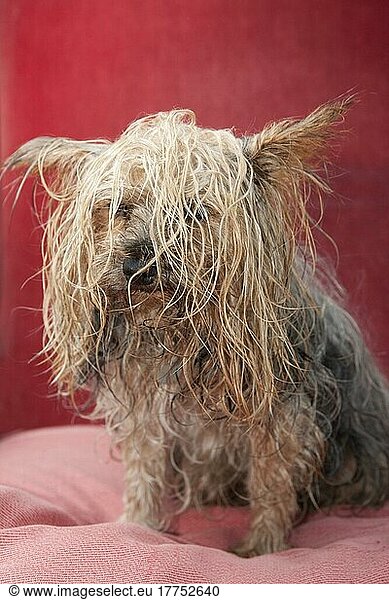 Haushund  Yorkshire Terrier  erwachsener Rüde  mit verfilzten naßen Haaren  England  Oktober