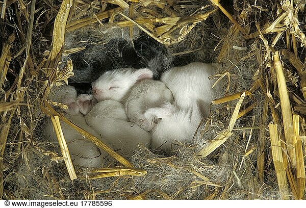Hauskaninchen  neugeborene Jungtiere im Nest