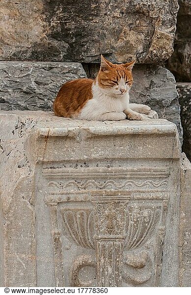 Hauskatze  Ephesus  Türkei  Asien