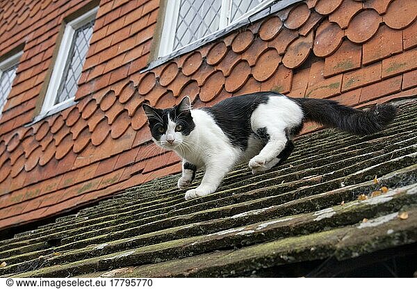 Hauskatze  Kätzchen auf Hausdach  England  Großbritannien  Europa