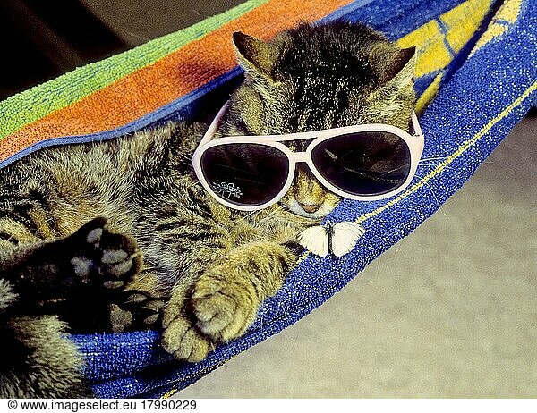 Hauskatze mit Sonnenbrille in Hängematte  lustiges Tierfoto