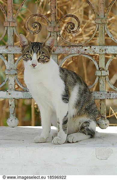 Hauskatze  Weiß und Tabby  sitzt vor altem schmiedeeisernen Gartenzaun  Insel Tinos  Kykladen  Griechenland  cat  sitting in front of an old wrought-iron garden fence  Cyclades  Greece  Non-pedigree Shorthair (felis silvestris) forma catus  domesticus  Europa