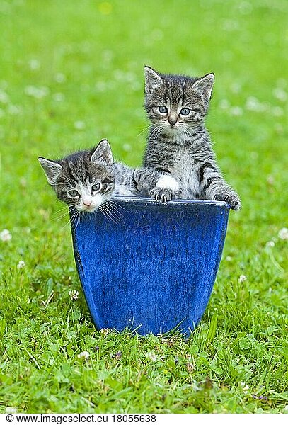 Hauskatzen  Kätzchen in Blumentopf  getigert